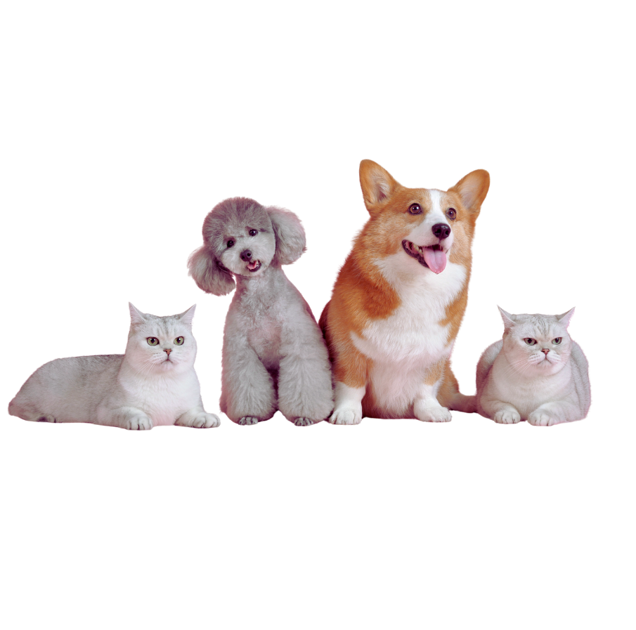 shape